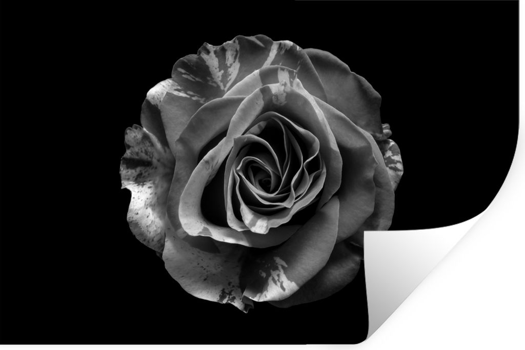 MuchoWow Wandtattoo Wandsticker Wandaufkleber Blumen - Rose - Schwarz - Weiß - Botanisch 120x80 cm Selbstklebend und Repositionierbar - Selbstkl...