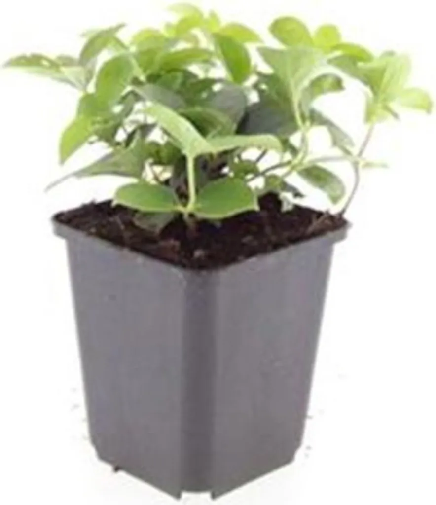 Cornus canadensis Cornouiller du Canada couvre-sol en pot de 9cm x20