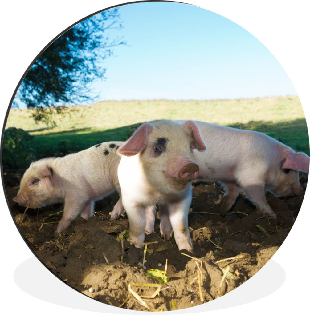 MuchoWow Aluminium Wandkreis Schweine - Tiere - Landschaft Ø 60 cm Wanddeko Modern Wohnzimmer - Wand Kreis - Wandbild - Schlafzimmer - Aluminium...