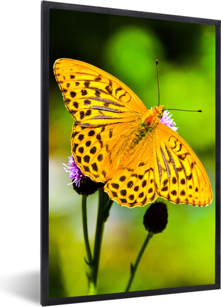 MuchoWow Gerahmtes Poster Schmetterling - Tiger - Blume 20x30 cm - Poster mit Schwarzem Bilderrahmen Wandposter Rahmen Foto Bilder - Drucken - Bi...