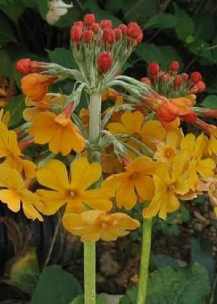6 x Primula bulleyana - pierwiosnek kulisty - doniczka 9 x Zdjęcie produktu 