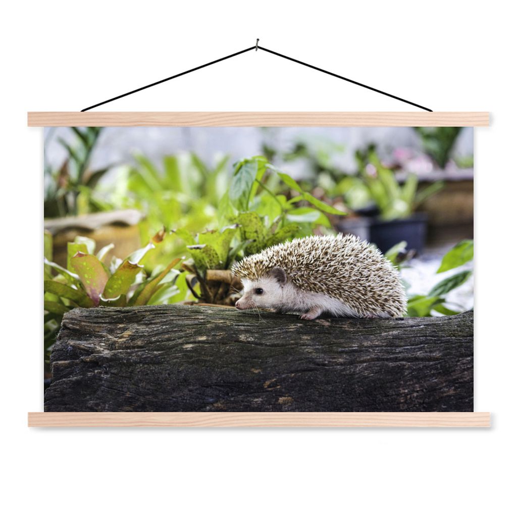MuchoWow Textilposter Igel läuft auf Baumstumpf 60x40 cm mit holzfarbenen Rahmen - Bilder