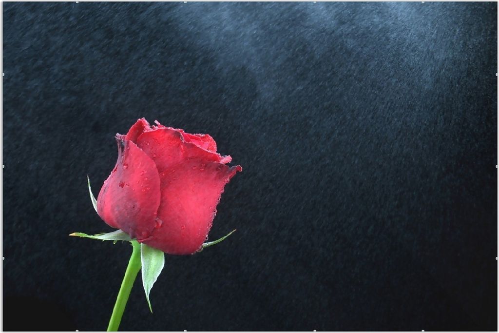 Wallario Wandbild Rose vor dunklem Hintergrund, Größe: 61 x 91,5 cm, Poster mit rahmenlosen Bildhalter
