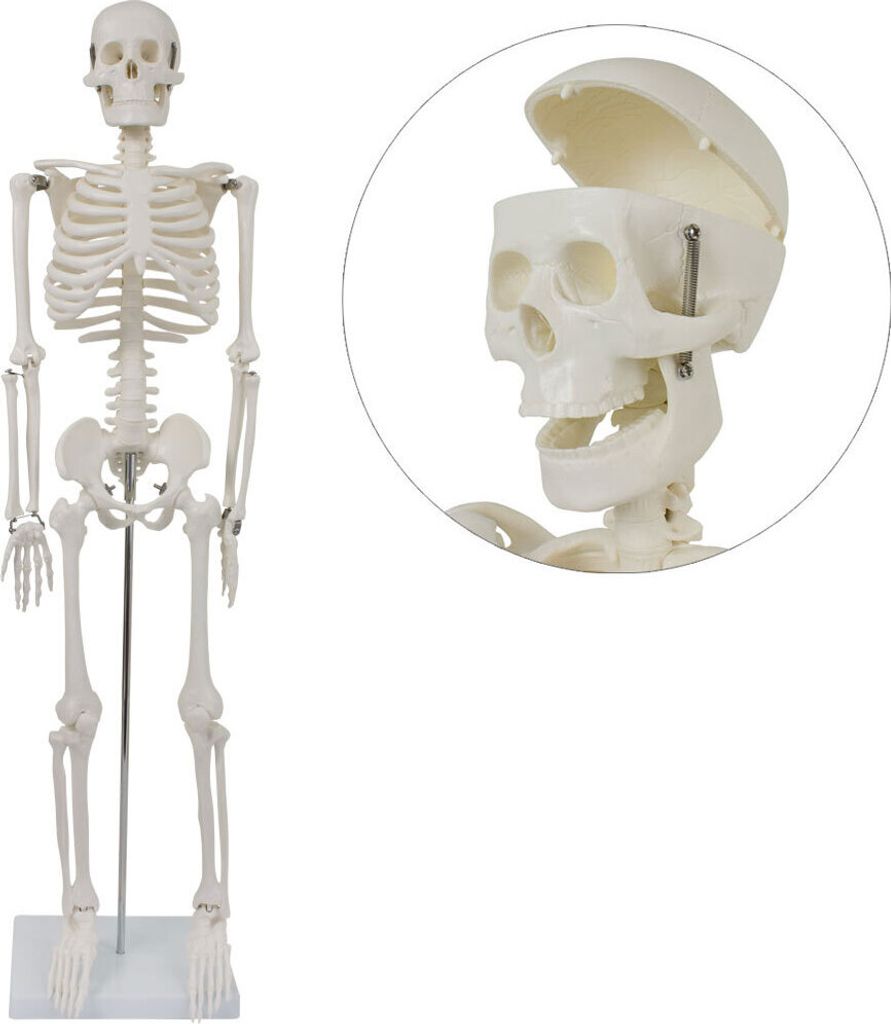 Anatomie Modell Skelett Auswahl Lebensgroß 180 cm oder Produktbild 2