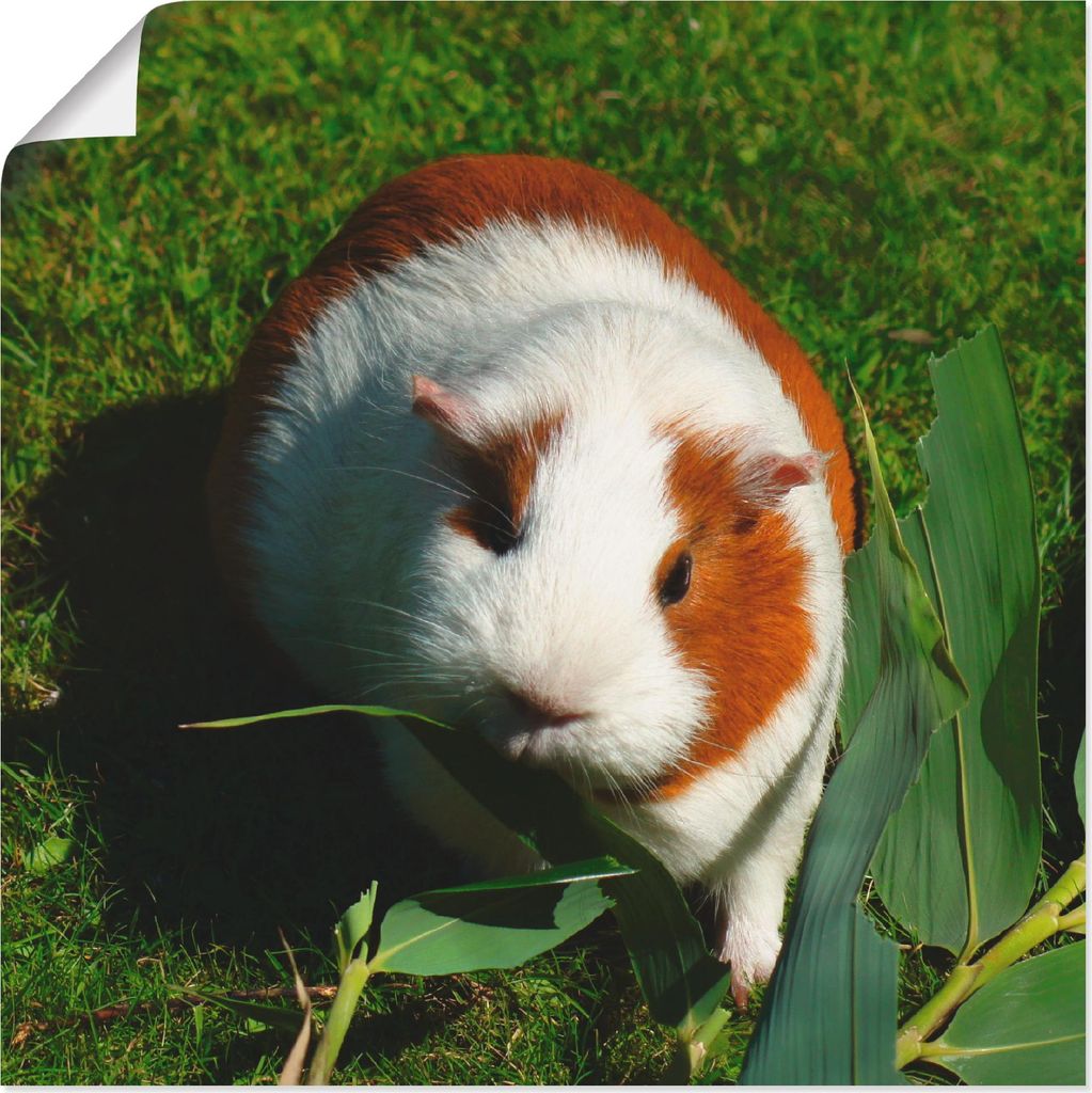 ARTland Poster Orange weißes Meerschweinchen Größe: 30x30 cm