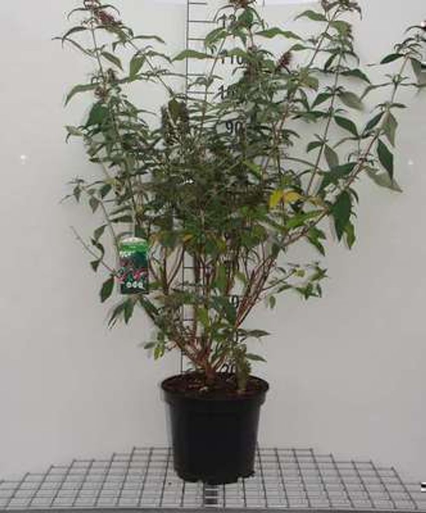 Buddleja dav. 'Reve de Papillon Blue' - Schmetterlingsflieder 40- 60 cm Container