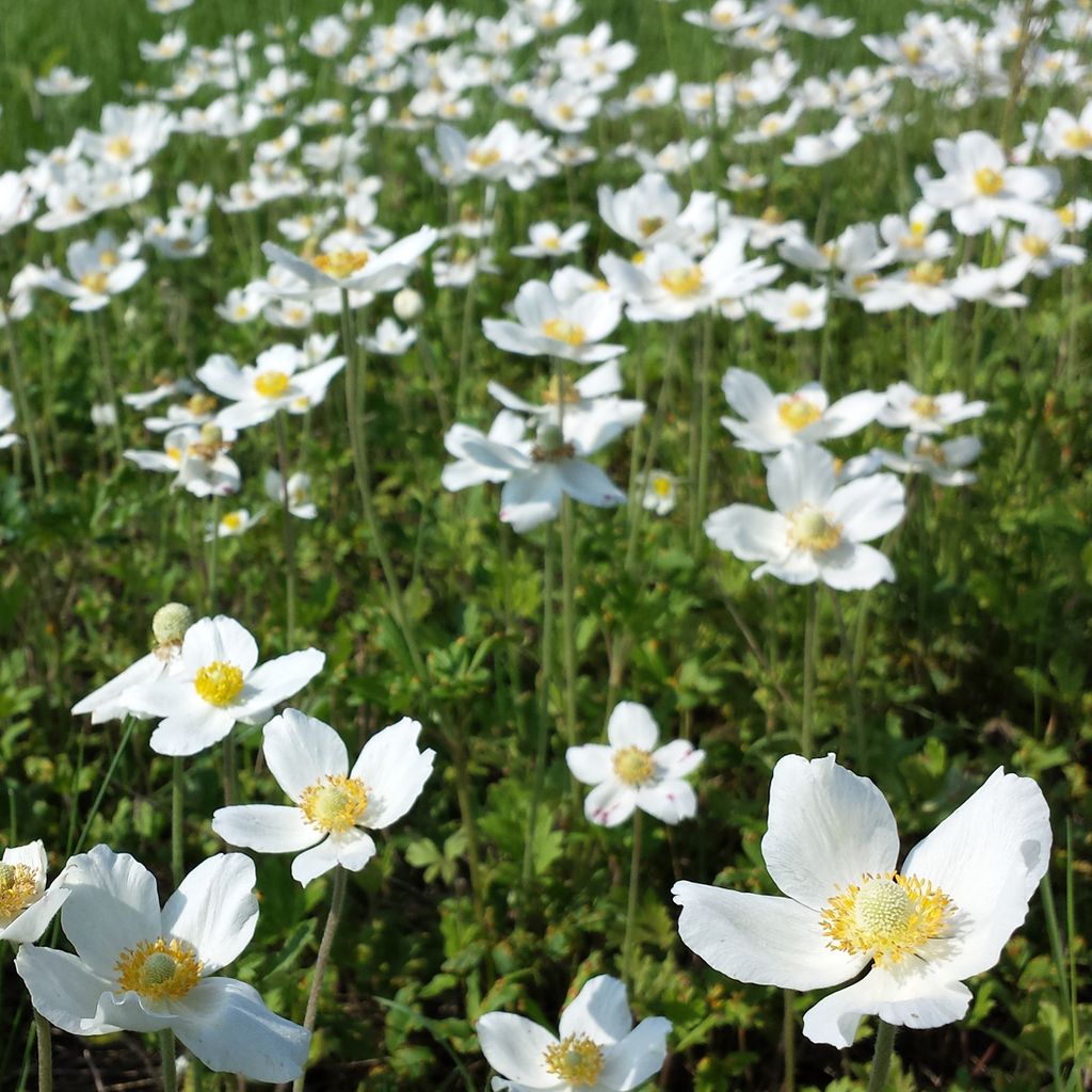 6 x sasanka lesní - Anemone sylvestris | květináč 9cm x 9cm Obrázek produktu 