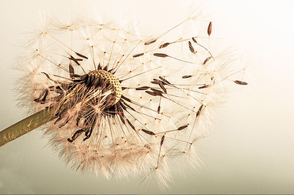 Muralo Fototapete Blumen 360 (B) x 240 (H) cm Vlies Tapete Wandtapeten Wohnzimmer Schlafzimmer moderne Wandbilder XXL Pflanzen Natur Wand Dekoration