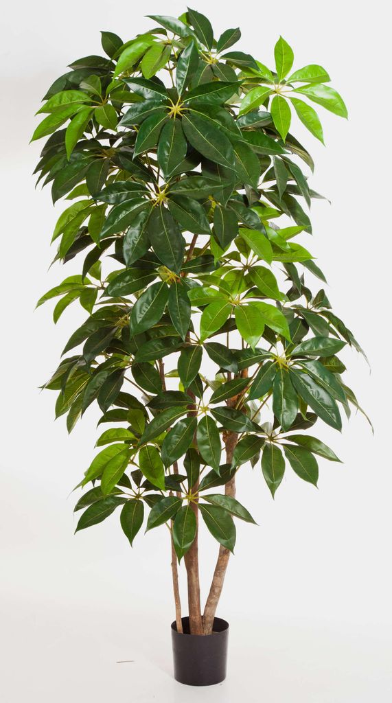 artplants.de Deko Schefflera Deluxe, getopft, grün, 190cm - Künstliche Schefflera - Kunstpflanzen