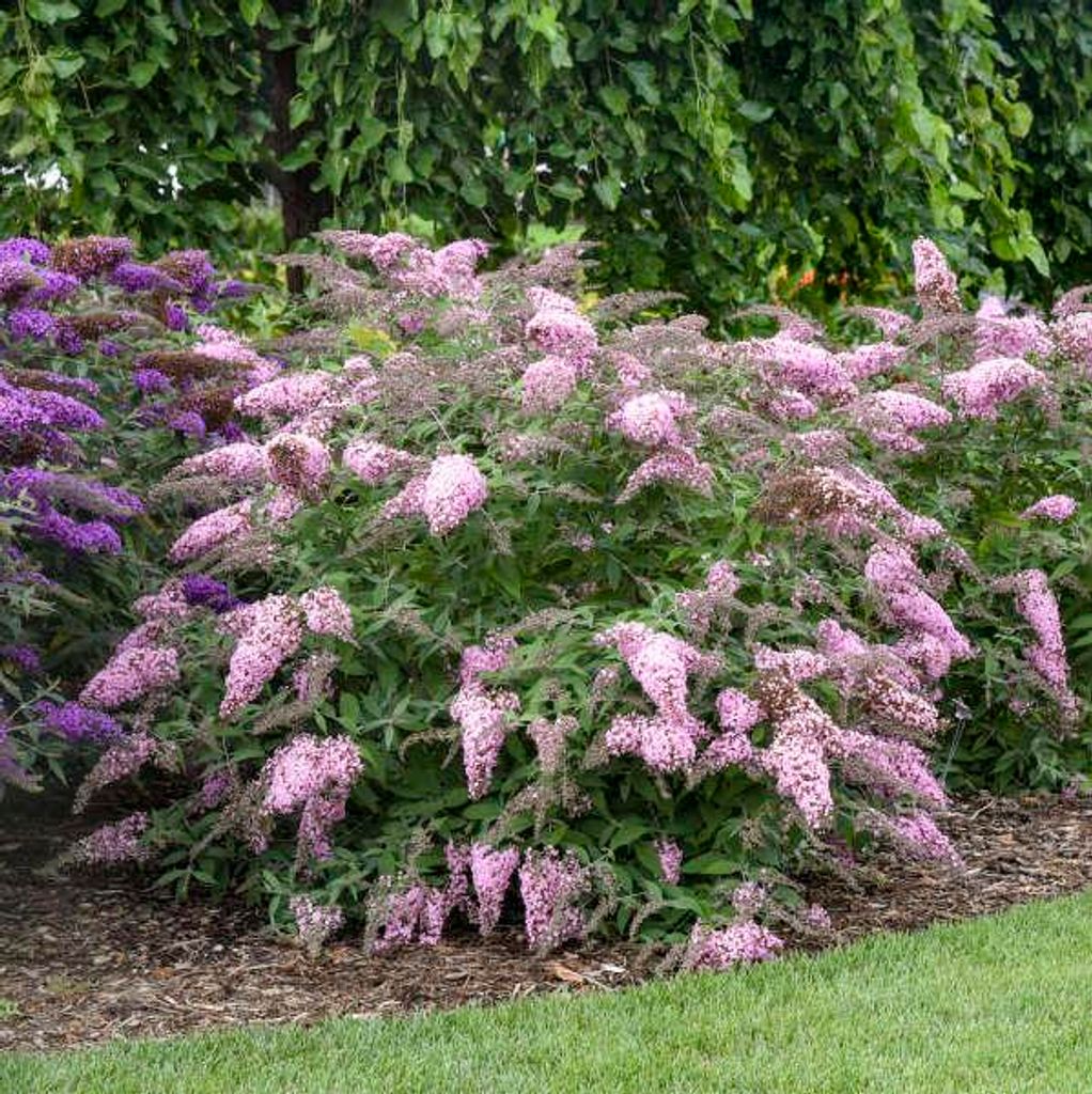 Buddleja davi. ''Pink Cascade' 25-30 cm Schmetterlingsflieder Sommerflieder - Fliederspeer