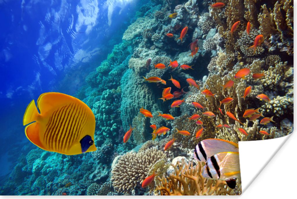 MuchoWow Poster Wasser - Fisch - Gruppe 30x20 cm - Plakate - Print