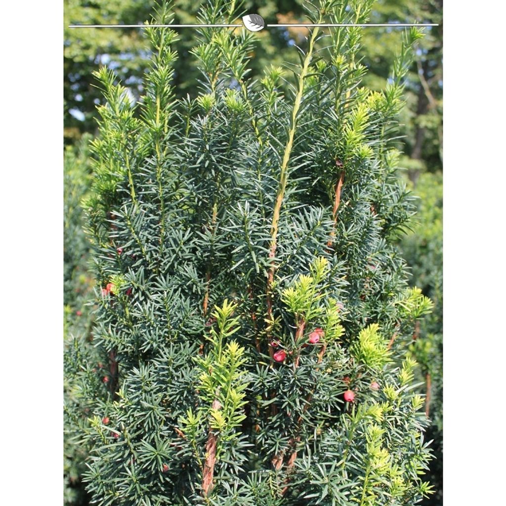 Fruchtende Bechereibe Taxus media Hicksii 40-50 cm, 15x Heckenpflanze