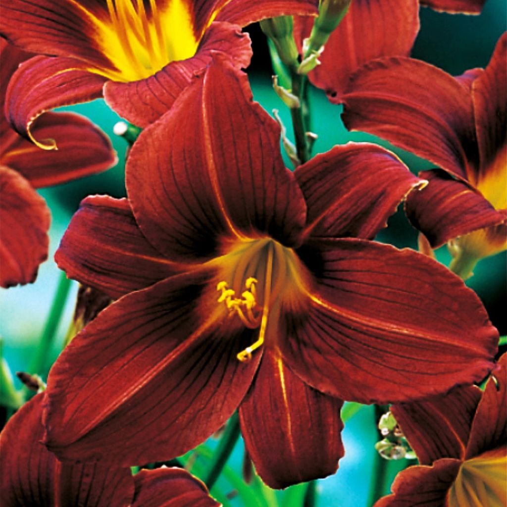 Taglilie Hemerocallis Staude Rhizom pflegeleicht Taglilie Produktbild 