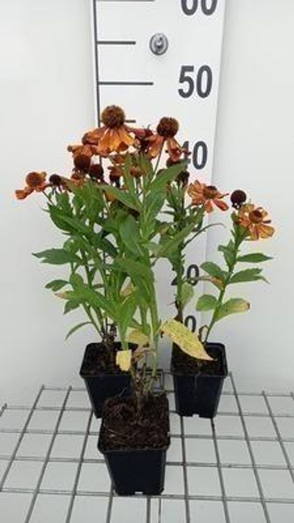 6 x Helenium hybr. 'Baudirektor Linne' - Sonnenbraut - Topf 9 x 9 cm