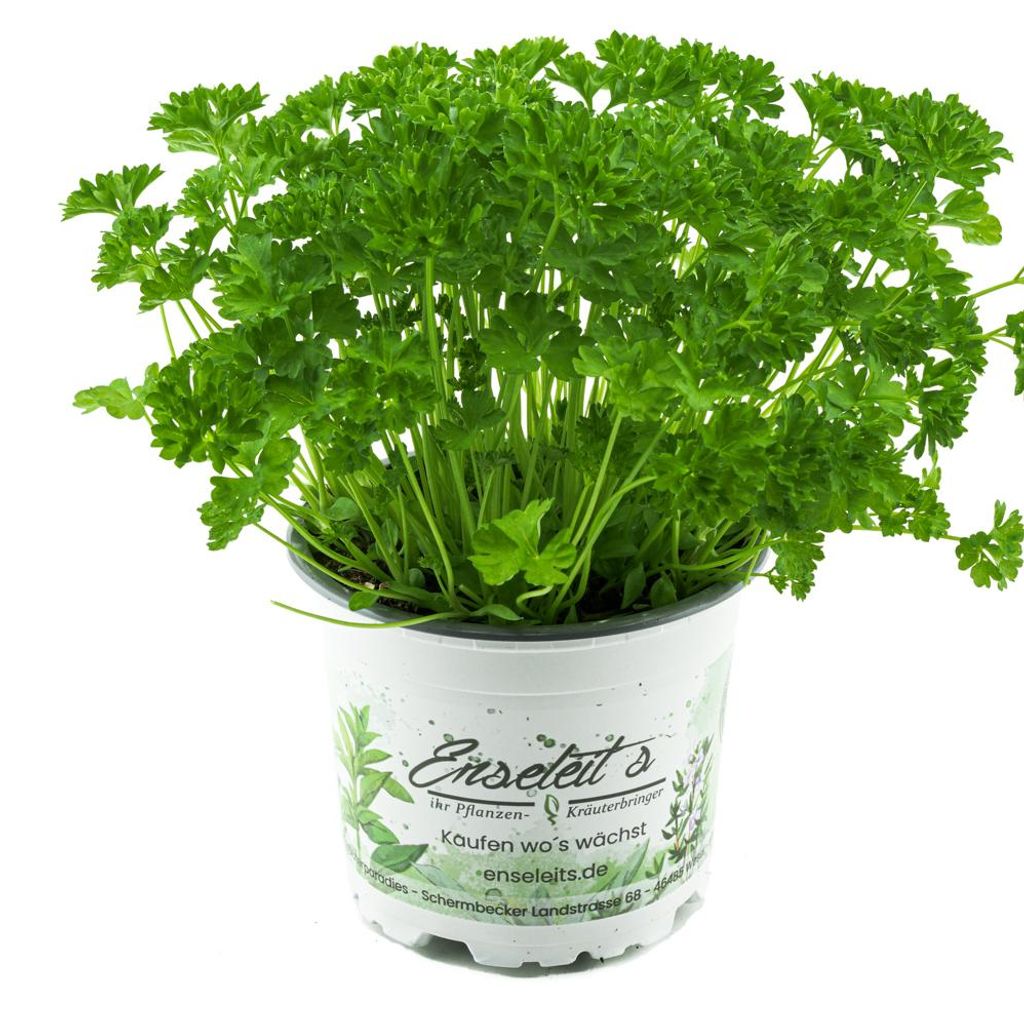 Enseleits Petersilie Petroselinum crispum, frische Kräuter Produktbild 