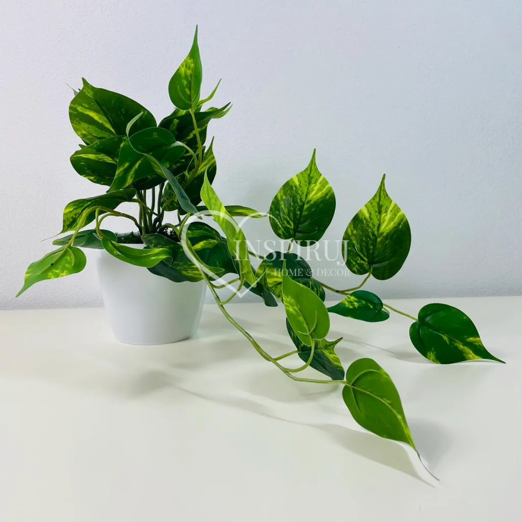 Philodendron suspendu 25x40 cm avec feuillage dense - Pot inclus robuste