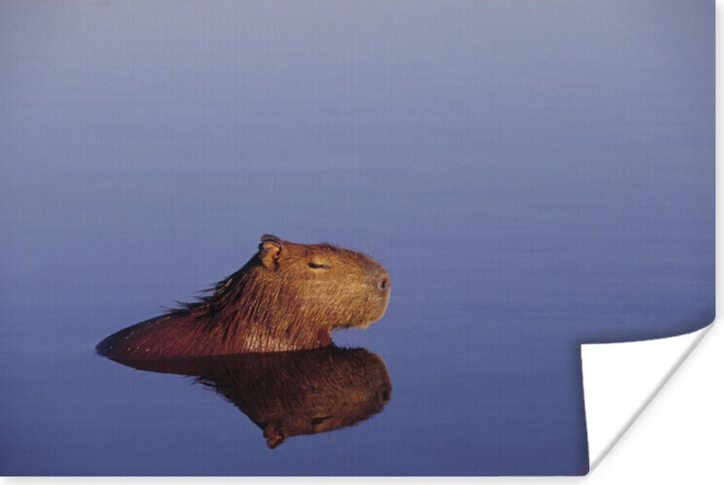 MuchoWow Poster Ein Wasserschwein ruht mit geschlossenen Augen im Wasser 90x60 cm - Schlafzimmer