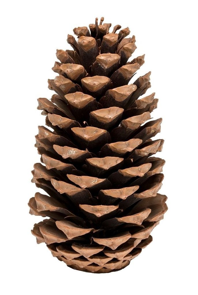 Pinus Maritima, Größe 10-14cm | Pinus pinaster Produktbild 