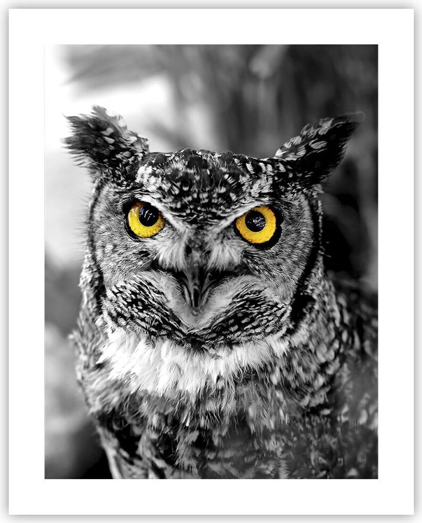 Poster - Poster ohne Rahmen - Eule Vogel Natur - 40x50 cm - Produktbild 