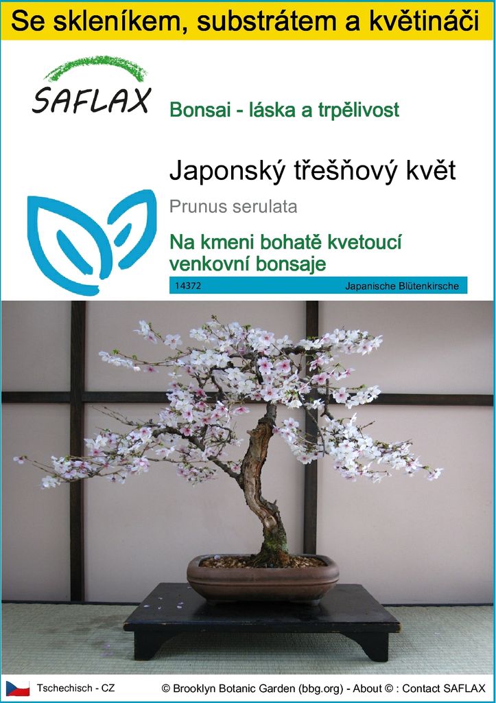 SAFLAX Kultivační sada - Japonský třešňový květ - Prunus Obrázek produktu 