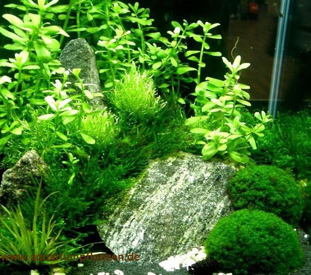 Nano 7, Aquarien Pflanzen Set, Nanoaquarium 20-30l