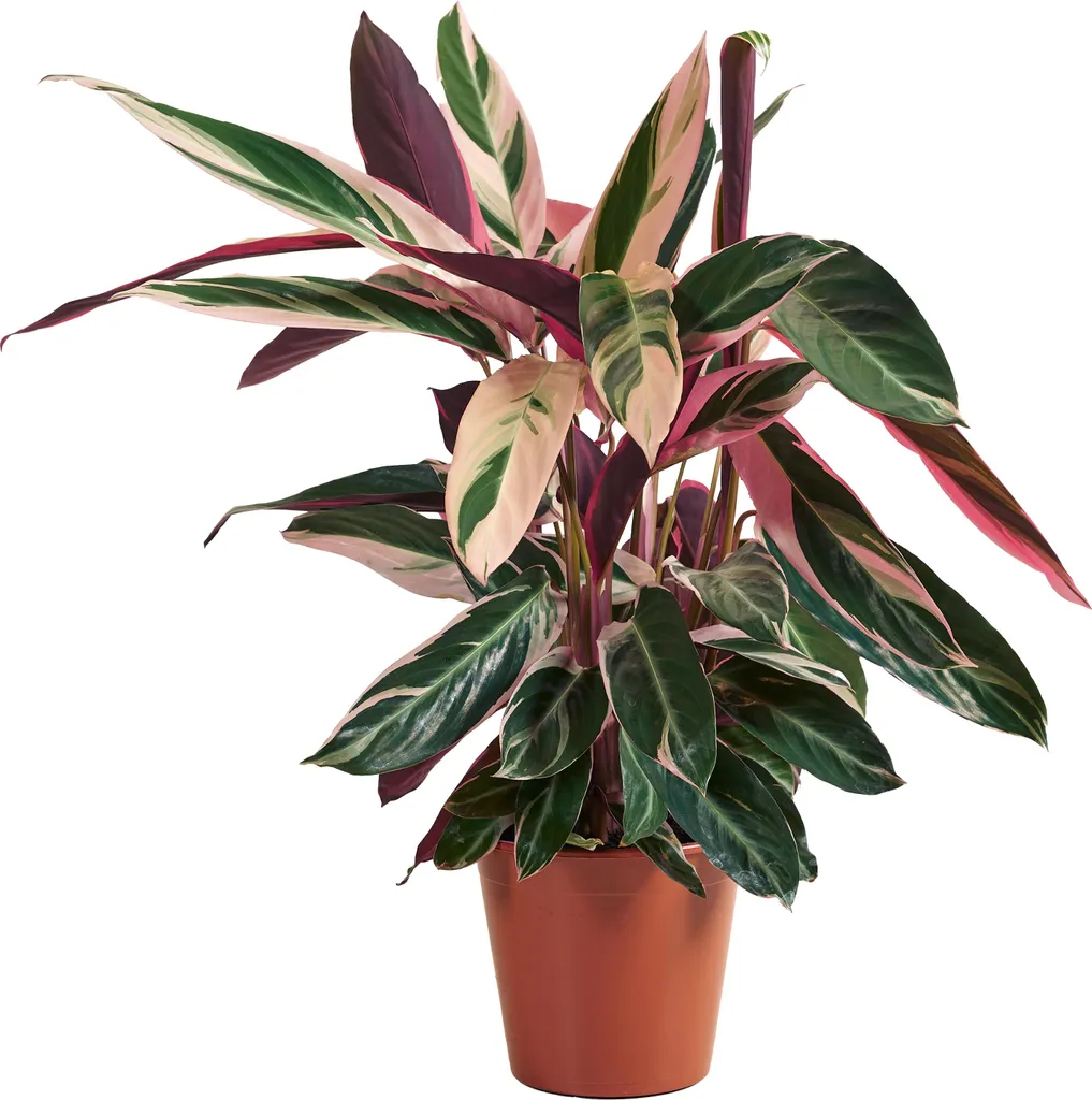 Calathea Triostar Plante Paon - Feuillage Rose Purificateur et Robuste