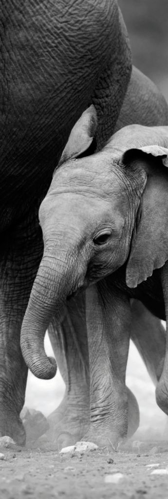 Elefanten Kunstdruck Bild - Elefantenherde, Namibia, S/W (158 x 53 cm)