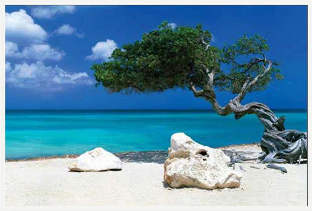 Affiche Plage Arbre Divi Divi avec Cadre Robuste Blanc Vitre Incassable