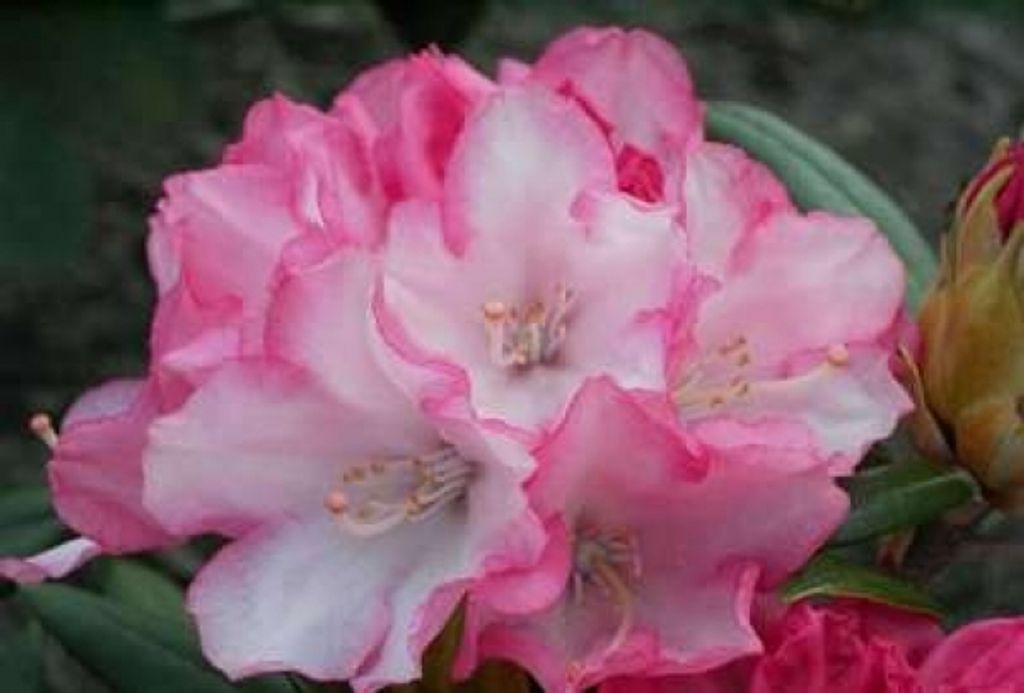 Rhododendron yakushimanum Love Song - Ball-Rhododendron Love Song - 40-50