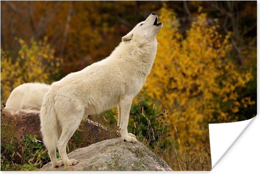 MuchoWow Poster Wolf - Toronto - Weiß 120x80 cm - Bilder