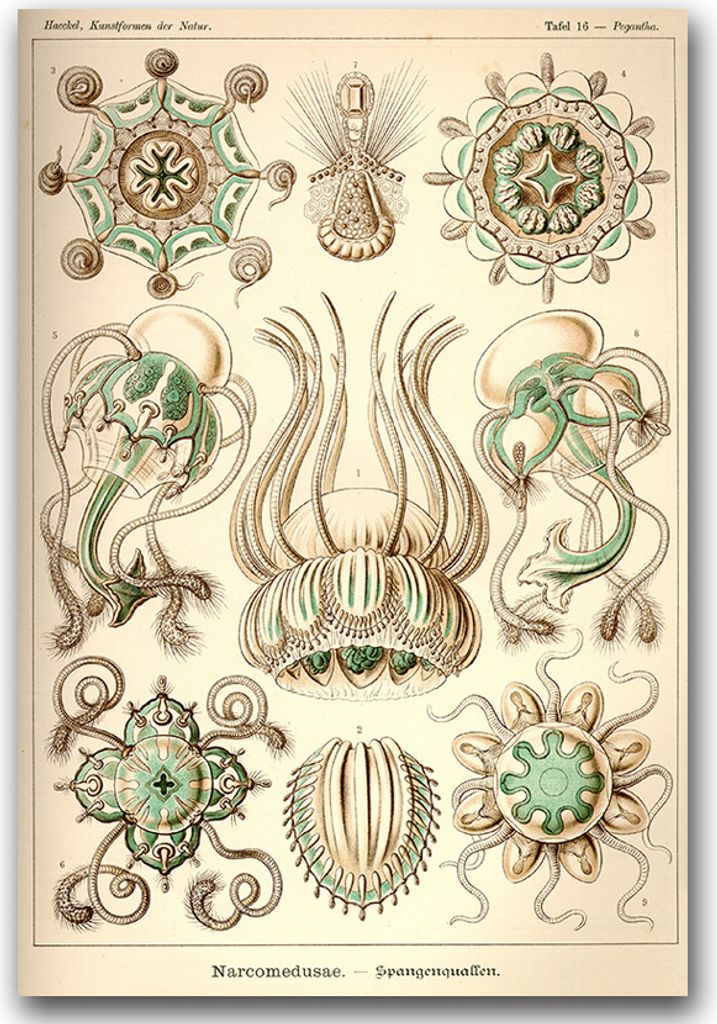 Poster - Canvas - Leinwand - 59,4 cm x 84,1 cm - Fotoposter - Leinwandkunst - Seetier Narcmedusae