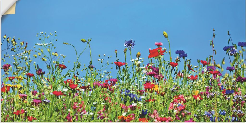 ARTland Wandbild, selbstklebend Blumenwiese II Größe: 40x20 cm