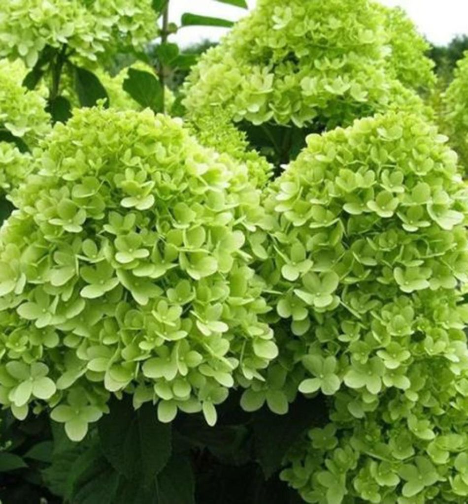 Rispenhortensie ́MOJITO ́ 10-15 cm, Cont. 1,4 l
