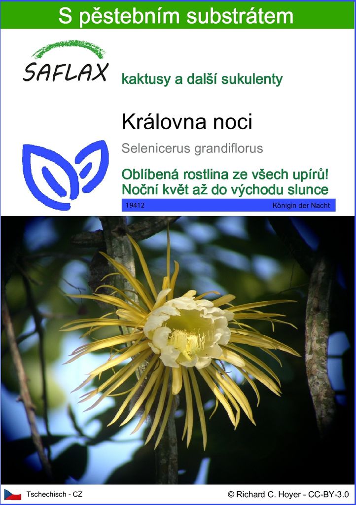 SAFLAX - královna noci - Selenicerus grandiflorus - 40 Obrázek produktu 