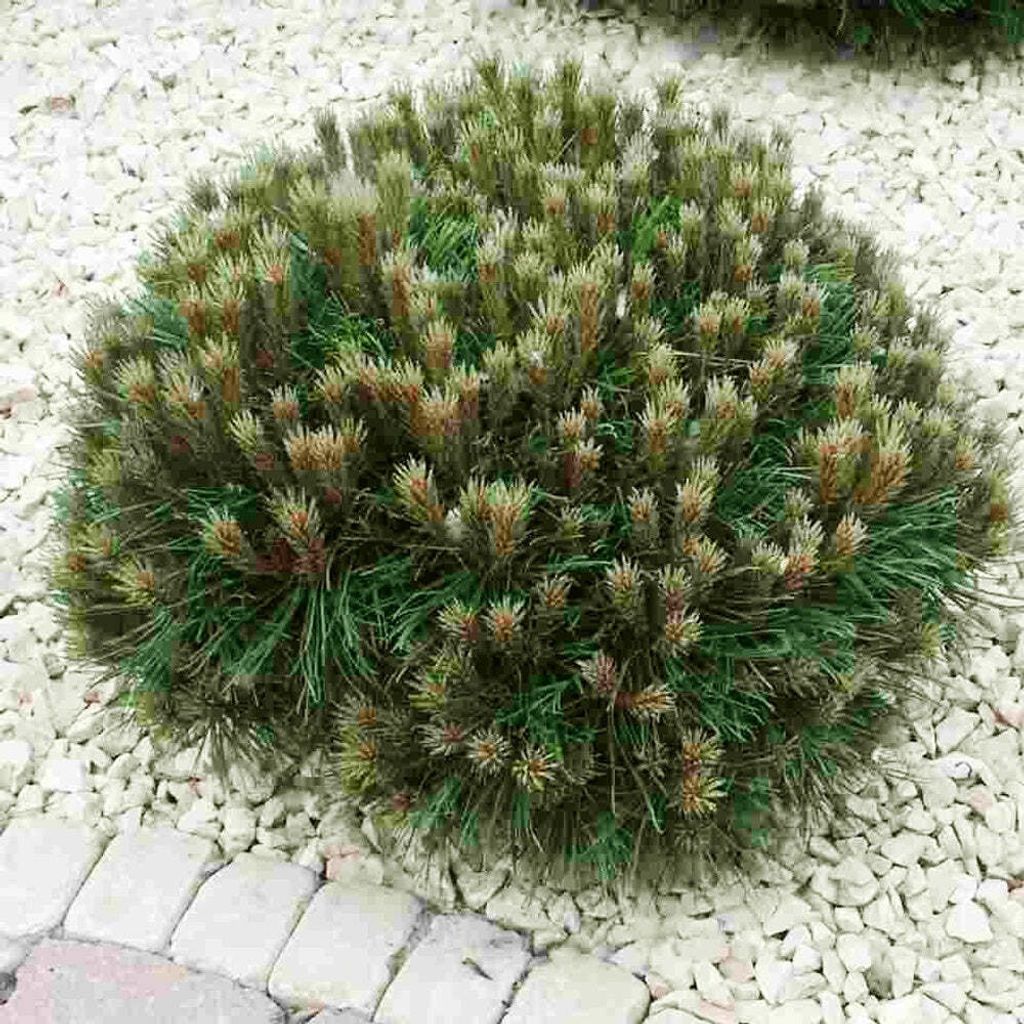 Bakker.com - Zwergkiefer Marie Brégeon, Der topf / 4L