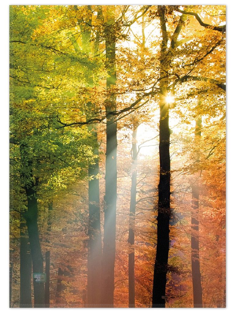 Wallario Premium Teppich, Größe 50 x 70 cm, Sonnenuntergang im Herbstwald