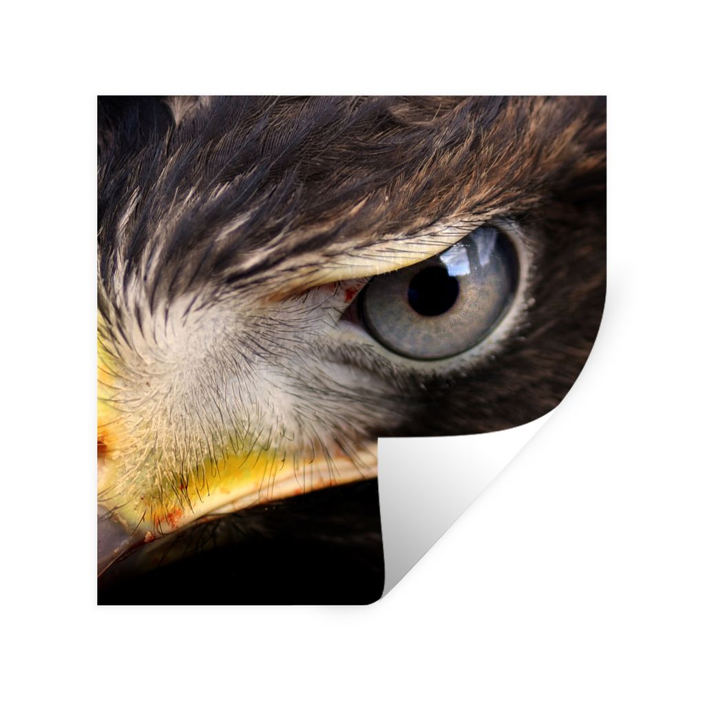 MuchoWow Wandtattoo Wandsticker Wandaufkleber Nahaufnahme eines Raubvogels 100x100 cm Selbstklebend und Repositionierbar - Wierderverwendbar - Se...