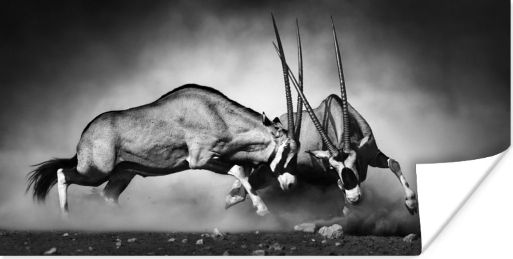 MuchoWow Poster Antilope - Schwarz und weiß - Porträt - Wildtiere - Tiere 80x40 cm - Wanddeko