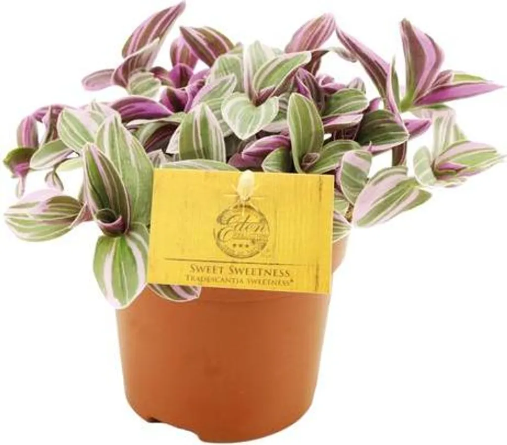 Tradescantia Sweetness Compacte : Plante Rose Robuste Facile Ø 10cm