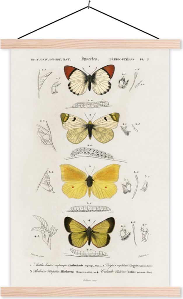 MuchoWow Textilposter Schmetterling - Vintage - Insekten 60x90 cm mit holzfarbenen Rahmen - Textil