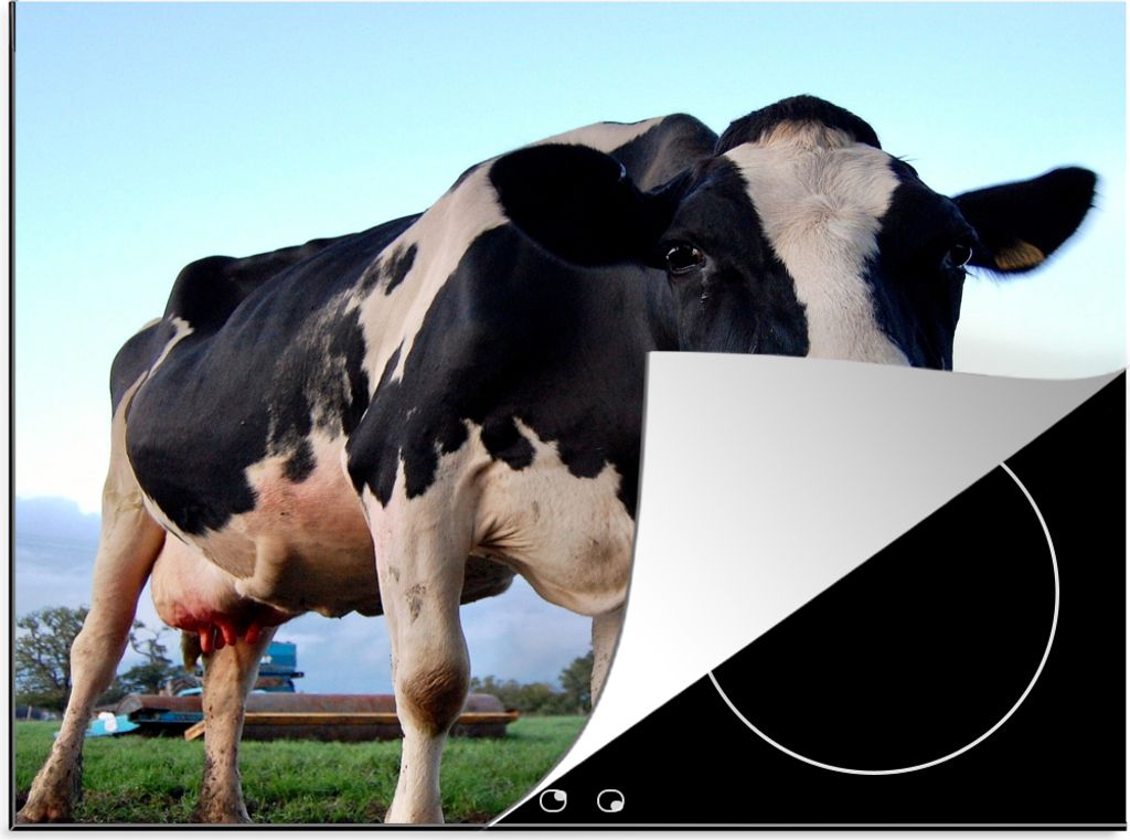 KitchenYeah Herdabdeckplatte Kuh - Bauernhof - Gras - Tiere , 65x52cm, Küche Deko, Ceranfeld Herdabdeckung, Abdeckplatte fùr Kochfeld