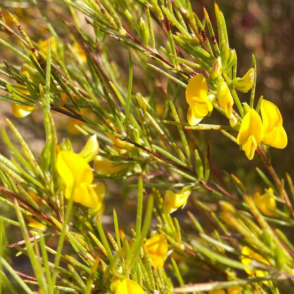 Rooibos (Aspalathus linearis) – 10 nasion Zdjęcie produktu 