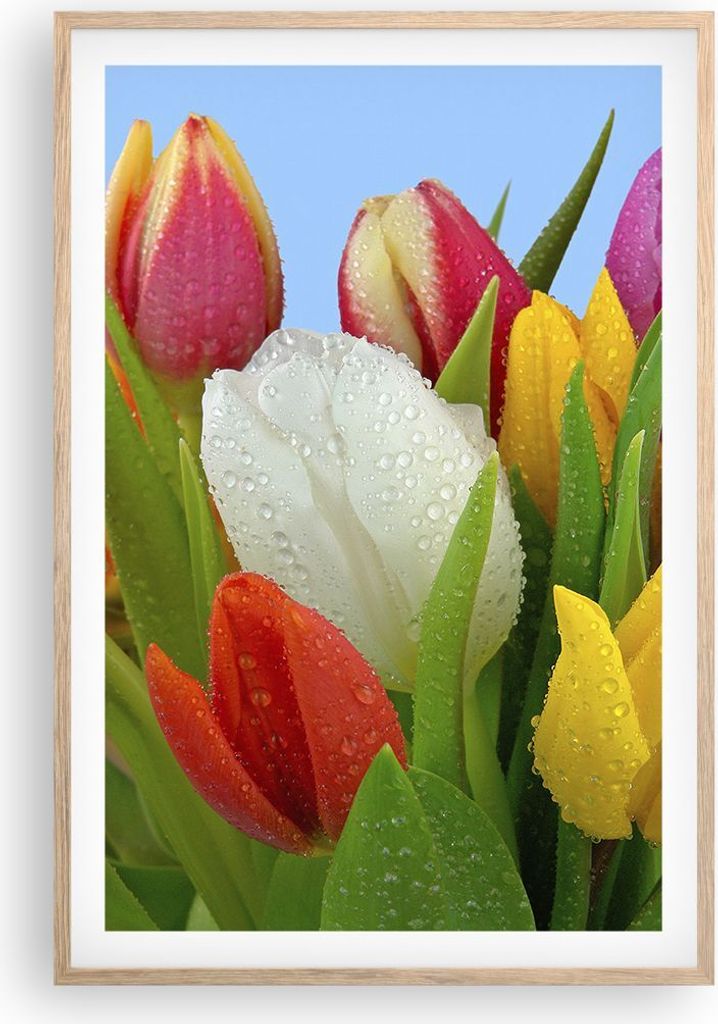 Gerahmtes Poster - Rahmen in heller Eiche - Tulpen Blumenstrauß Blumen Tau - 61x91,5 cm - Wand Bild - Wanddeko - Wandbilder - Wandposter - Bilderr...