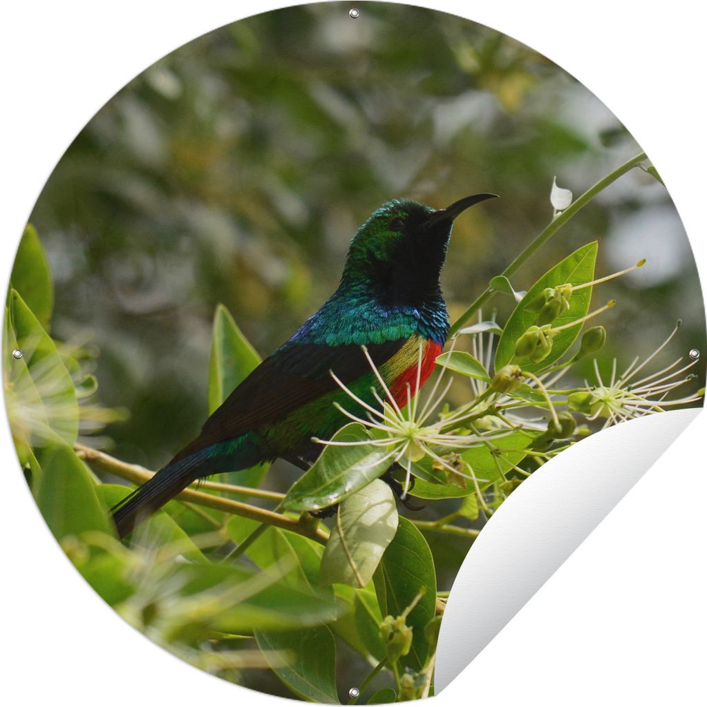 MuchoWow Gartenposter Outdoor-Poster Rund Vogel zwischen den Blättern im Dschungel Ø 120 cm Gartendeko Rundes Poster draußen