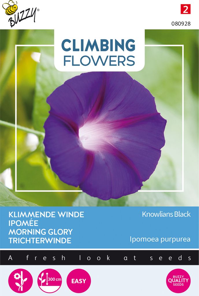 Buzzy Climbing Flowers Ipomoea Knowlians Black Samen - Ca. 2 gr | Buzzy_080928