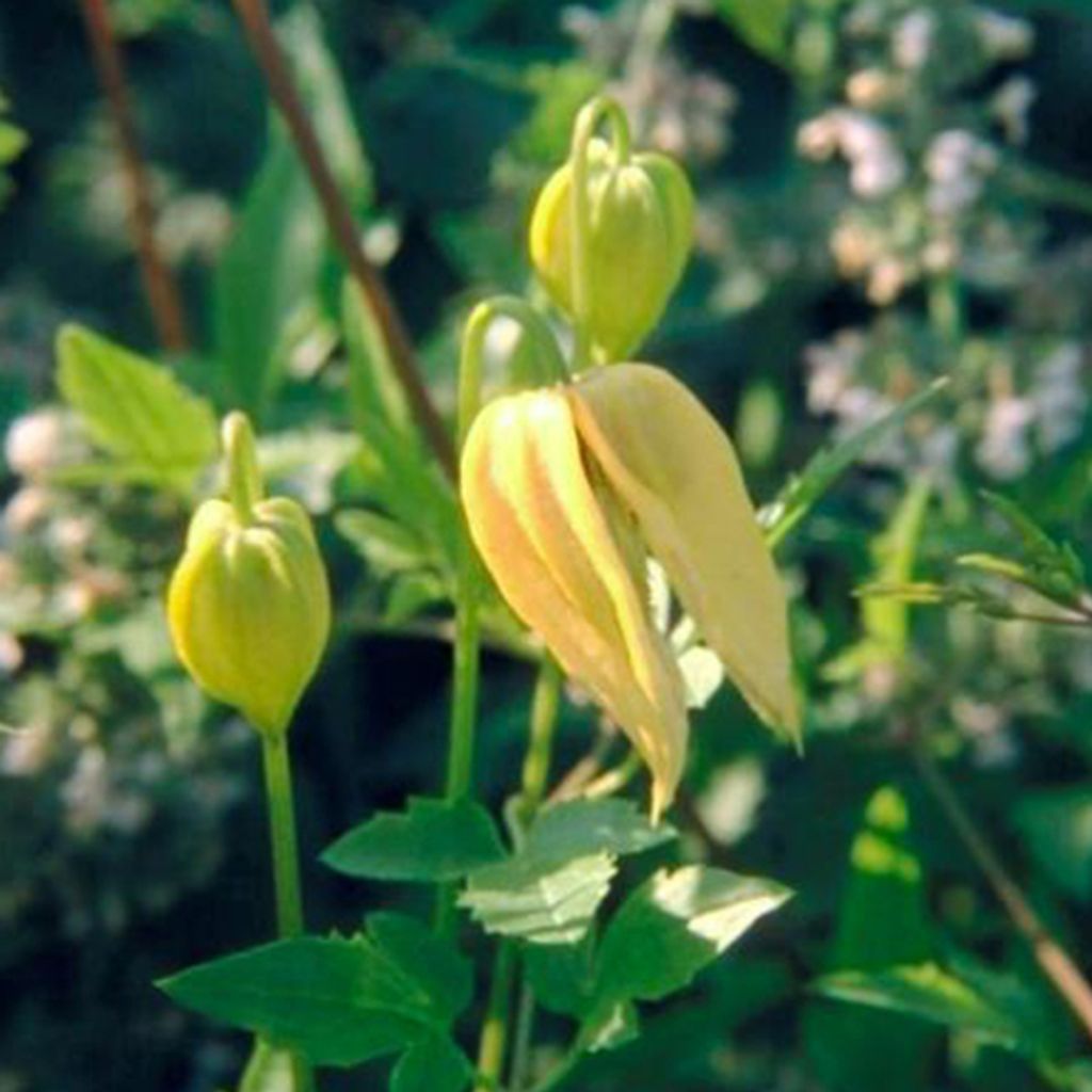 2 x Waldrebe Tangutica - Clematis Tangutica | 50-60 cm in Container