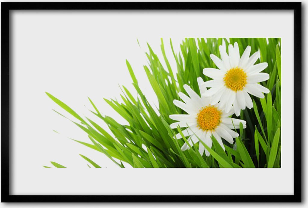 Bild 60x40 MDF-Rahmen Wandkunst Gänseblümchen-Blumen-Natur