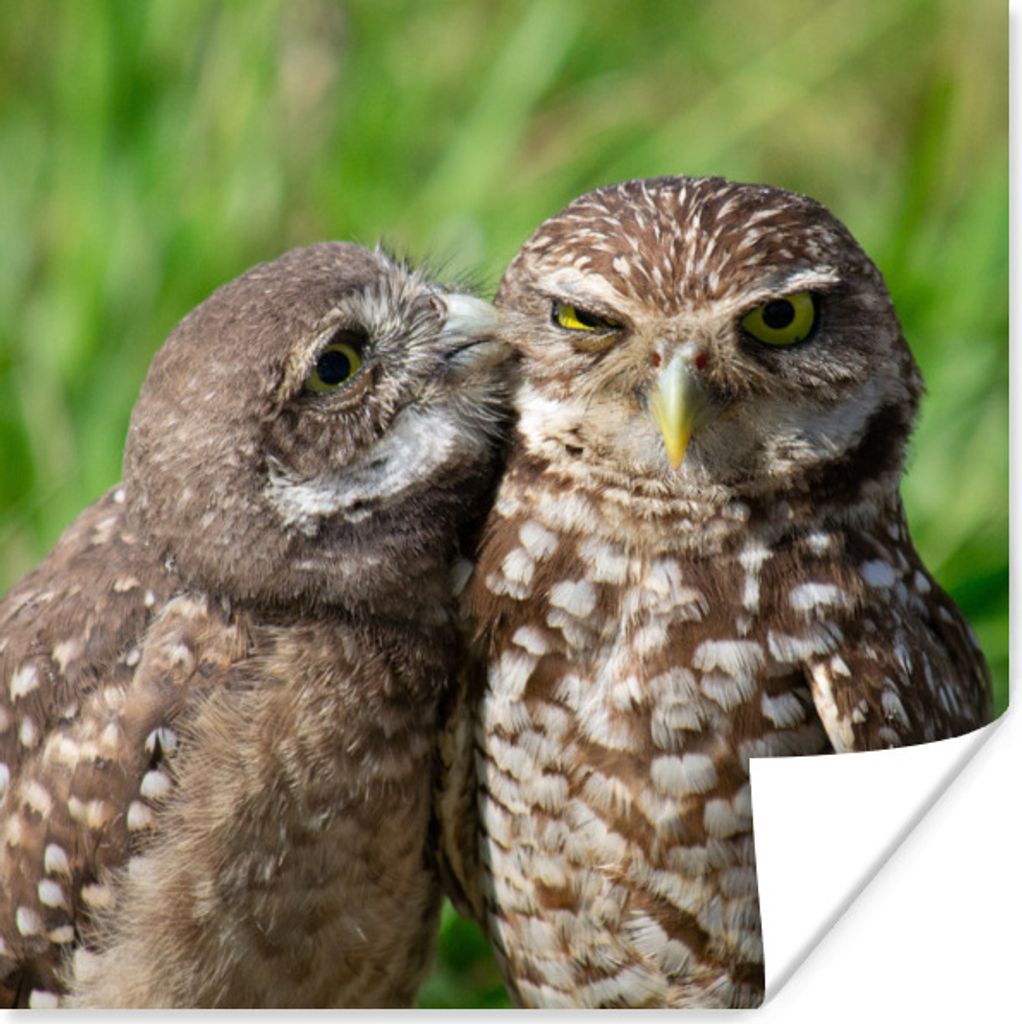 MuchoWow Poster Eulen - Vögel - Gras 100x100 cm - Babyzimmer