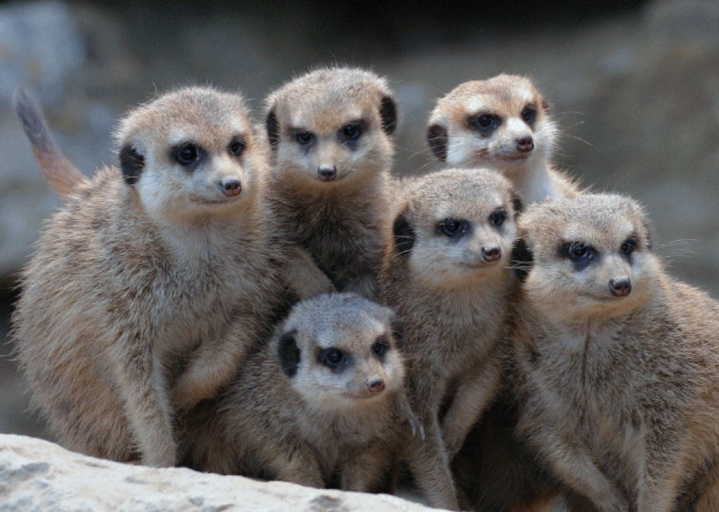 3 D Ansichtskarte Erdmännchen Gruppe, Postkarte Wackelkarte Hologrammkarte Bild Wildtiere