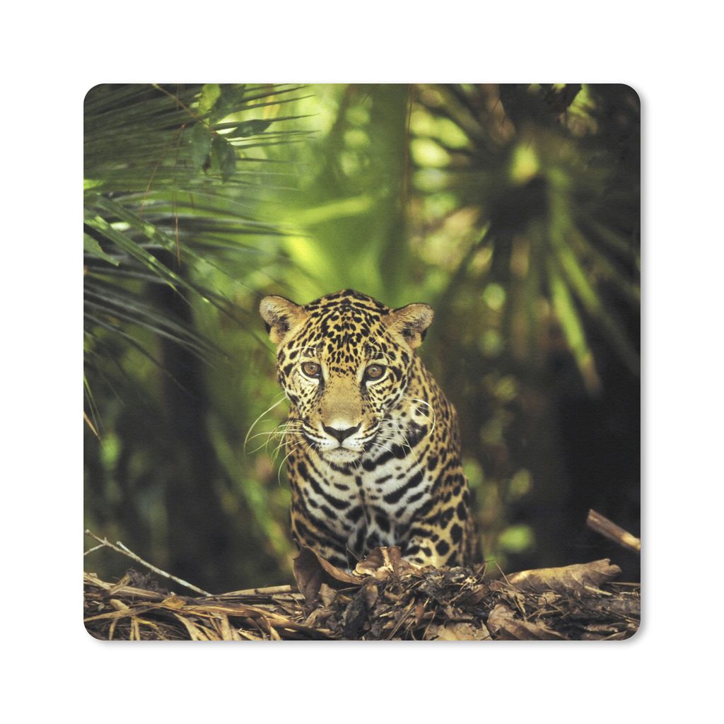 MuchoWow Mauspad Mousepad Junger Jaguar im Dschungel 30x30 cm - Mousepads - Maus Mat - Pad - Mausunterlage - Gaming